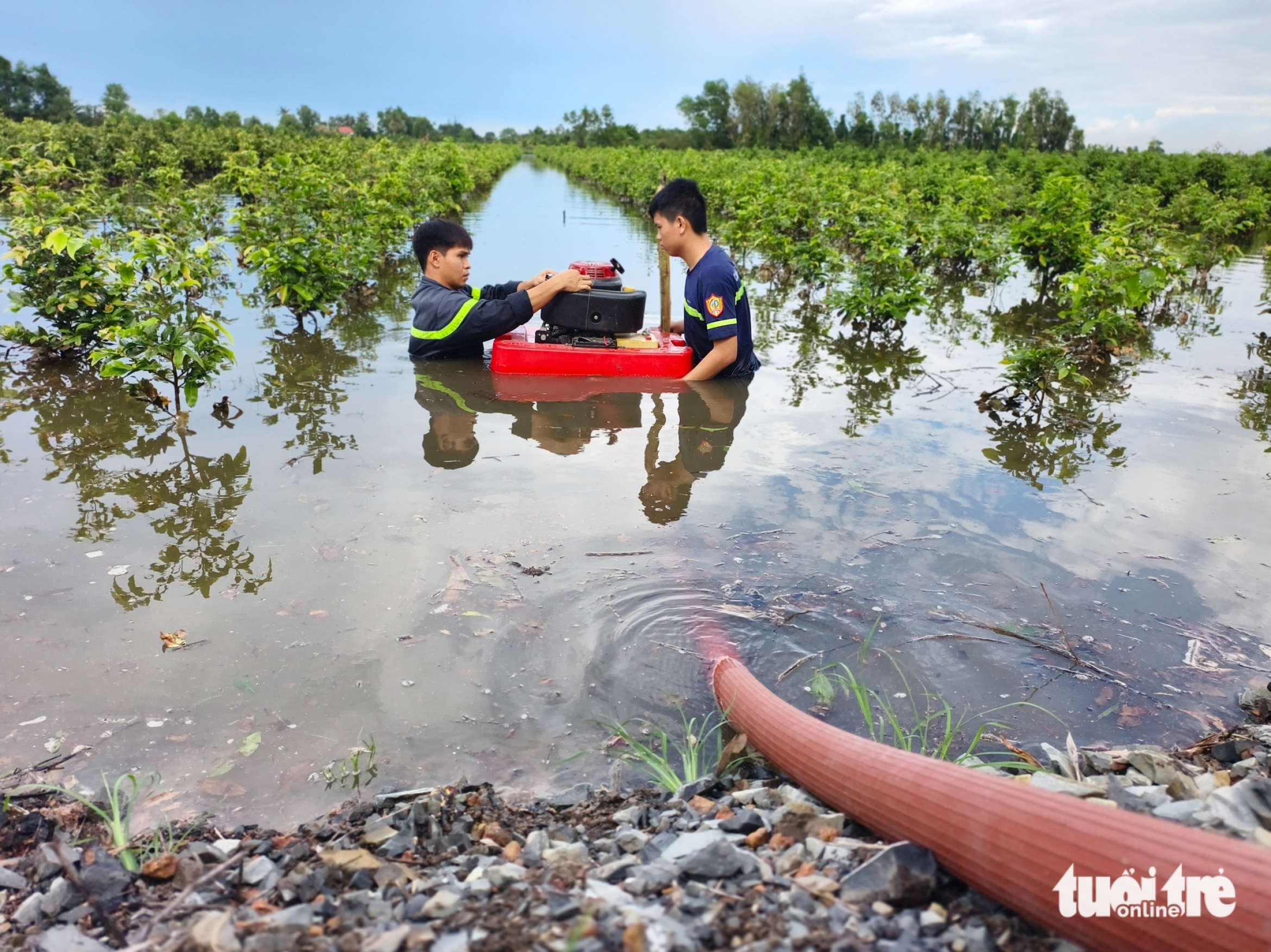 努力抽水拯救平利数十公顷被淹的黄花